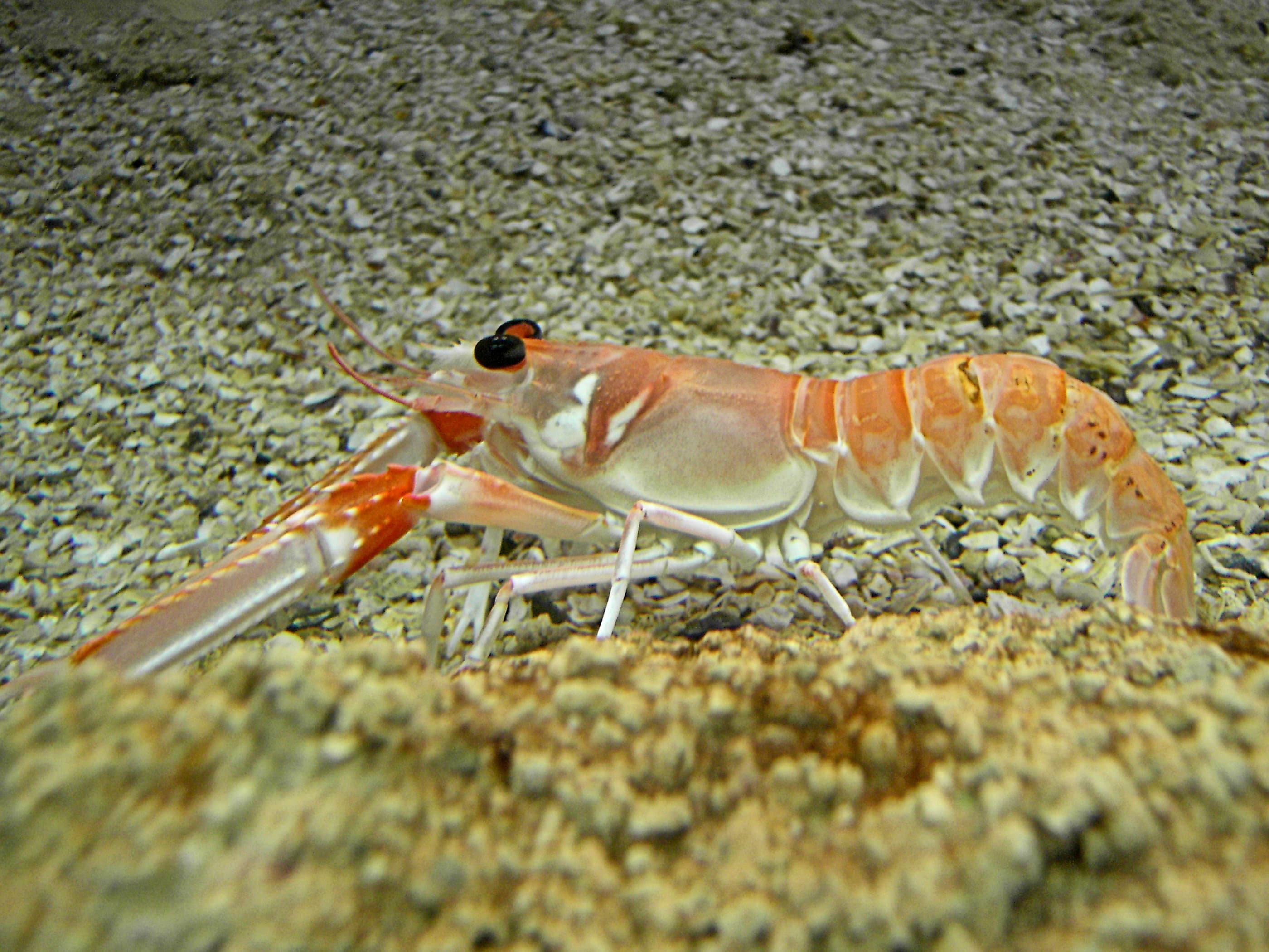 Wikimedia photo of Scampi